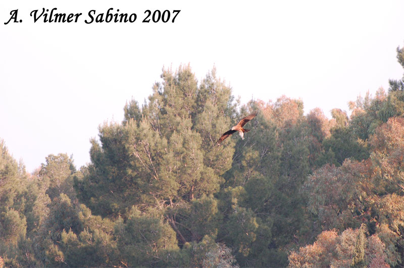 Nibbio bruno Milvus migrans a pesca