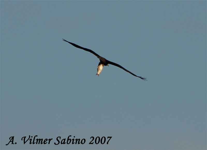 Nibbio bruno Milvus migrans a pesca