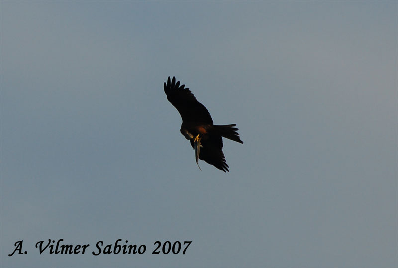 Nibbio bruno Milvus migrans a pesca