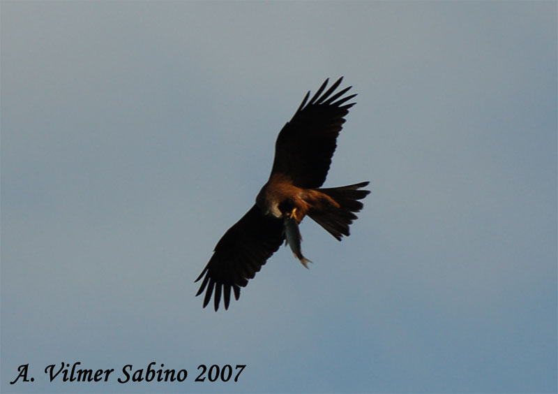 Nibbio bruno Milvus migrans a pesca