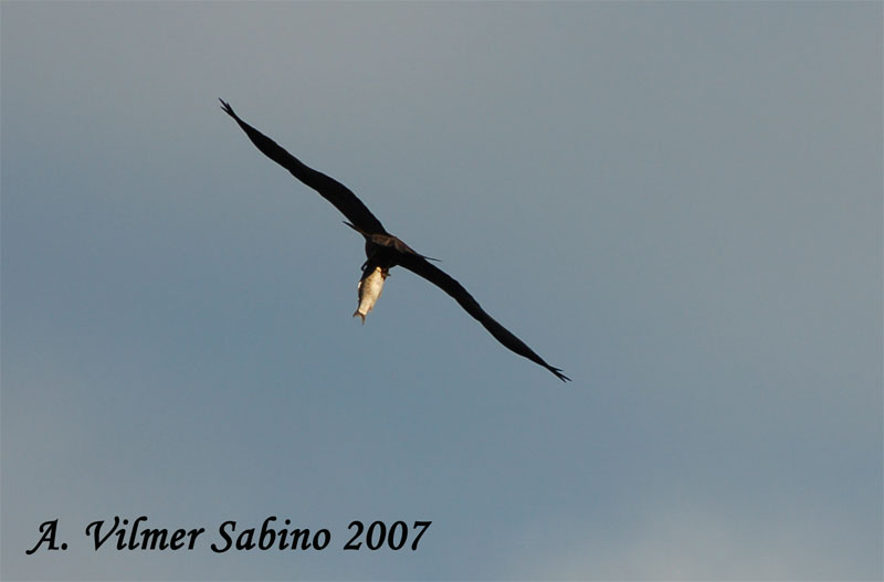Nibbio bruno Milvus migrans a pesca
