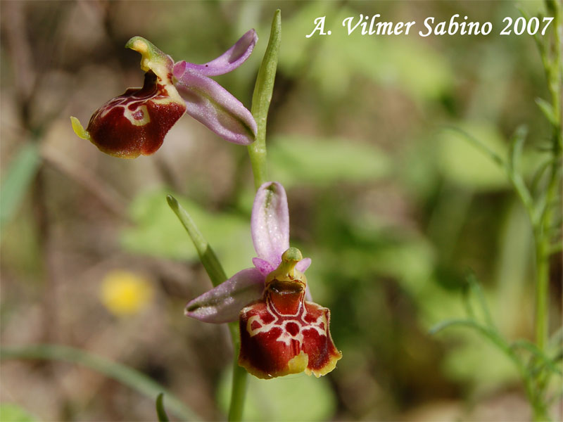 Ophrys fuciflora