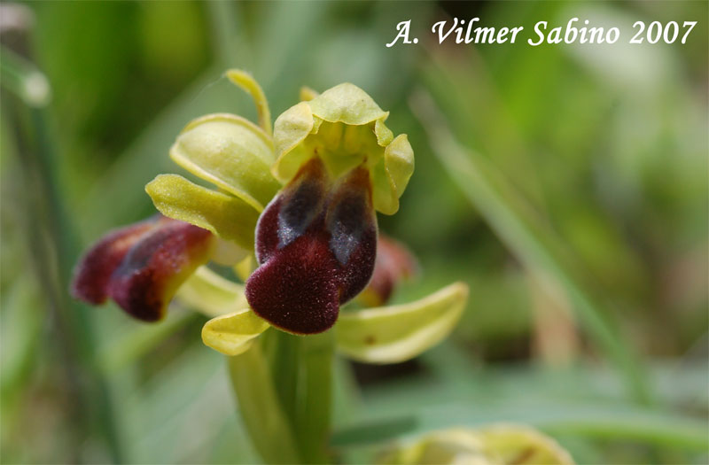 Ophrys lucana