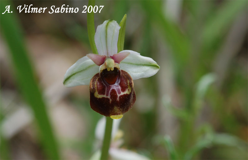 Ophrys fuciflora