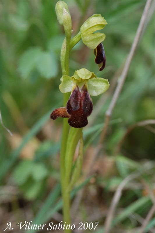 Ophrys lucana