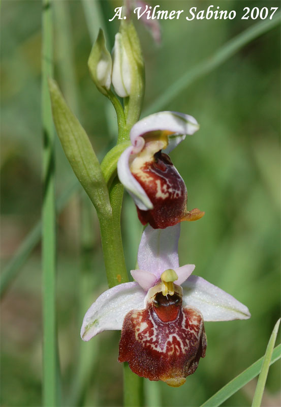 Ophrys fuciflora