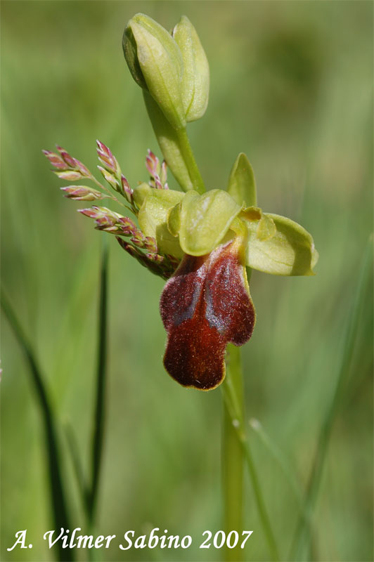 Ophrys del gruppo fusca