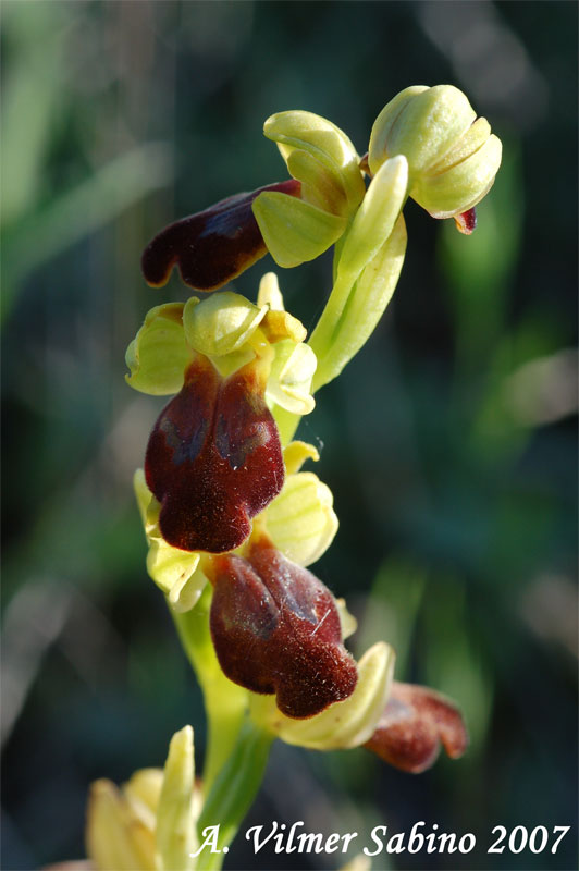 Ophrys lucana