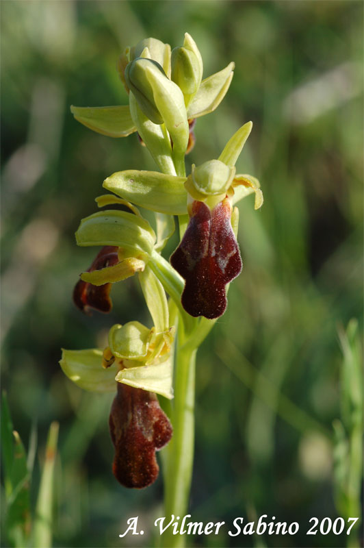 Ophrys lucana