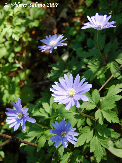 Anemone apennina / Anemone dell''Apennino