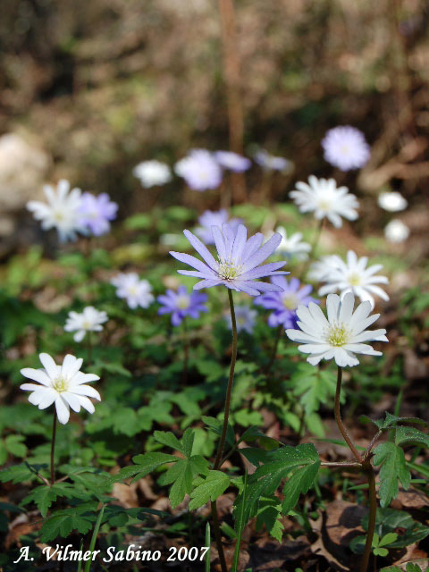 Anemone apennina / Anemone dell''Apennino