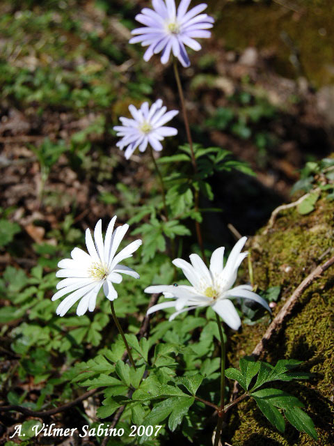 Anemone apennina / Anemone dell''Apennino