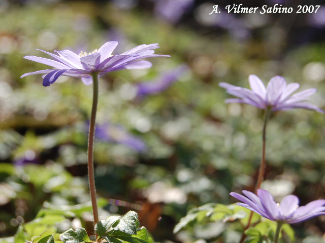 Anemone apennina / Anemone dell''Apennino