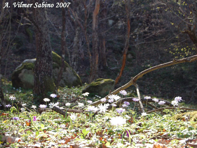 Anemone apennina / Anemone dell''Apennino