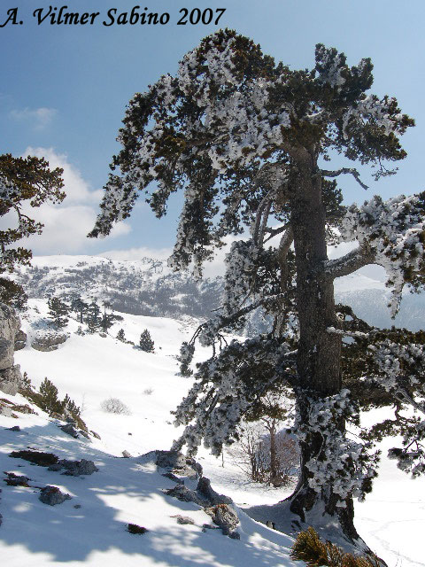 La mia ultima neve