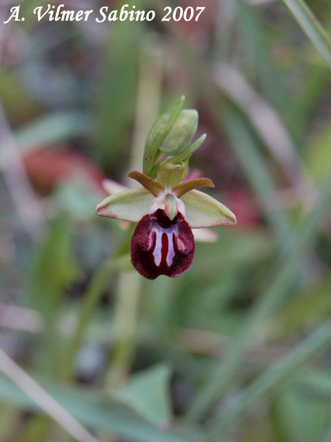 Ophrys passionis (=Ophrys garganica) e O. sphegodes