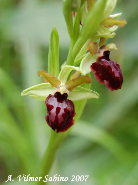Ophrys passionis (=Ophrys garganica) e O. sphegodes