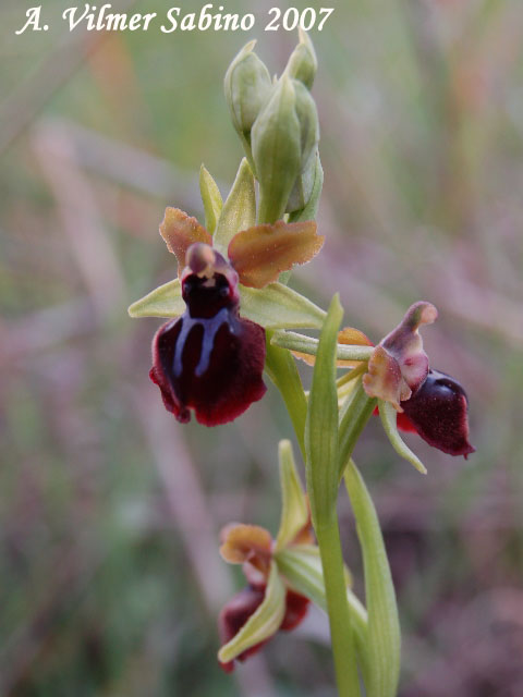 Ophrys passionis (=Ophrys garganica) e O. sphegodes