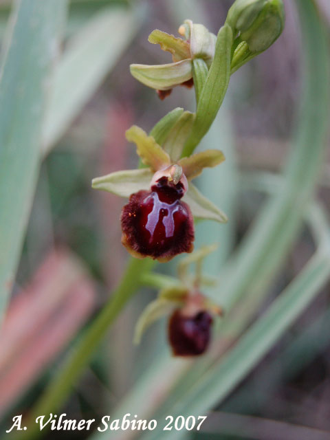 Ophrys passionis (=Ophrys garganica) e O. sphegodes