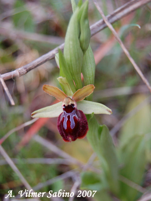Ophrys passionis (=Ophrys garganica) e O. sphegodes