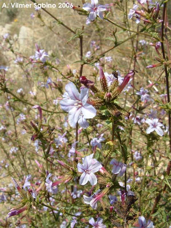 Plumbago europaea / Caprinella