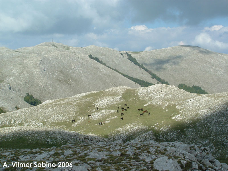 Faggi strani