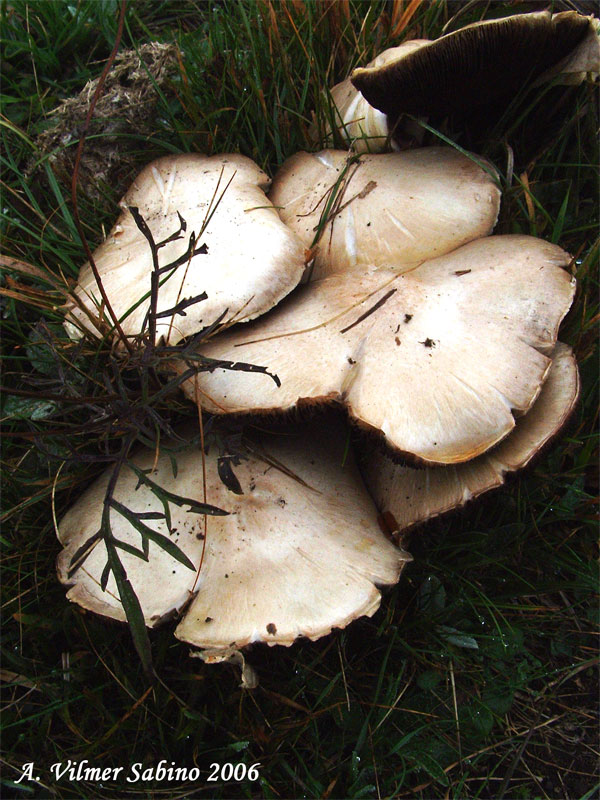 Agaricus sp.