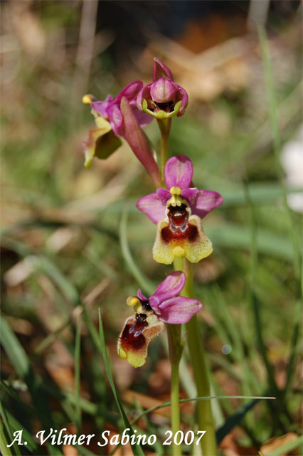 orchidee del gargano: foto-quiz