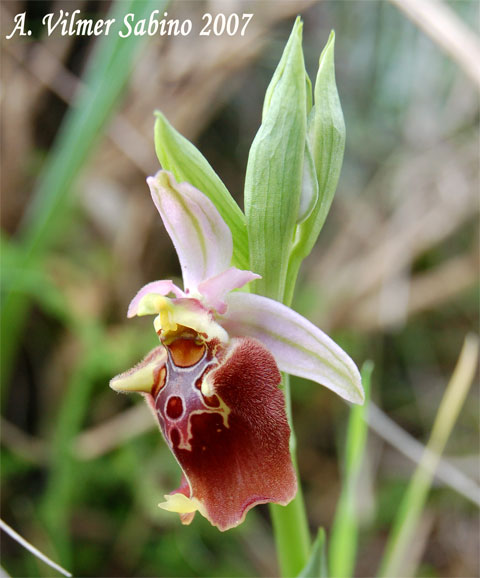 orchidee del gargano: foto-quiz