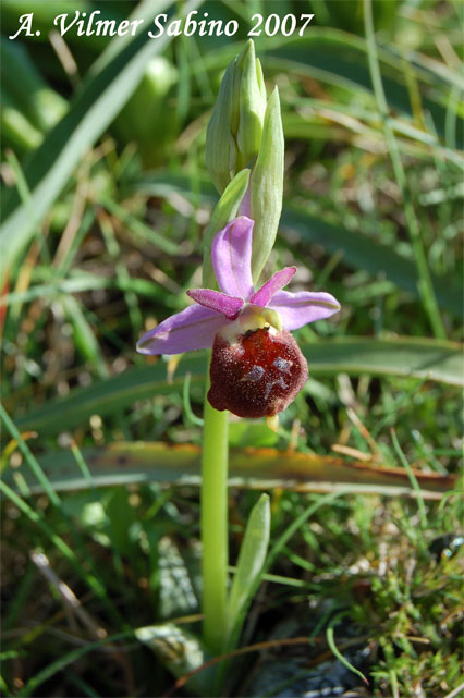 orchidee del gargano: foto-quiz