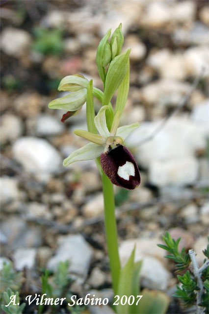 orchidee del gargano: foto-quiz