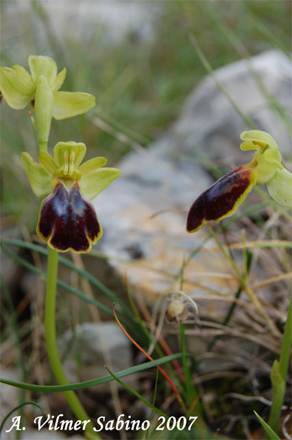 orchidee del gargano: foto-quiz