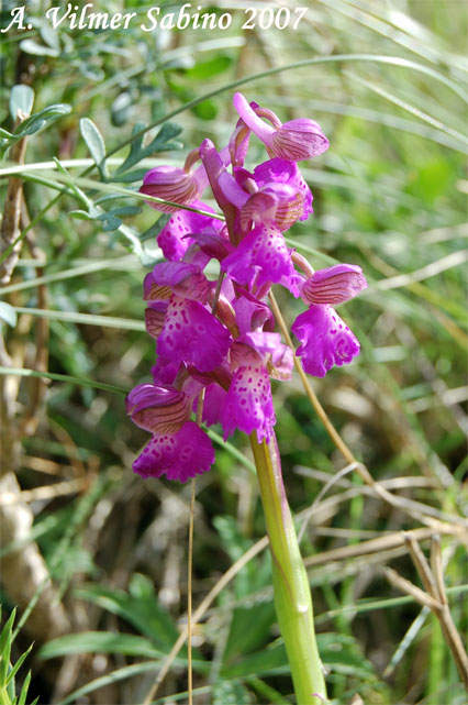 orchidee del gargano: foto-quiz