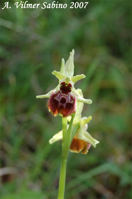 orchidee del gargano: foto-quiz