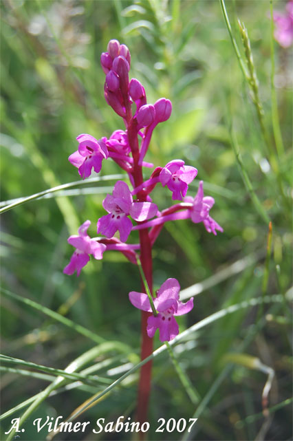 orchidee del gargano: foto-quiz