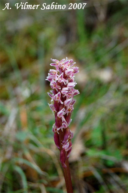 orchidee del gargano: foto-quiz