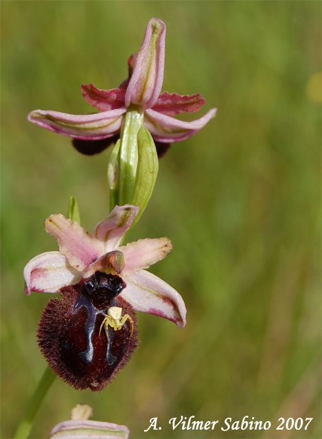 orchidee del gargano: foto-quiz