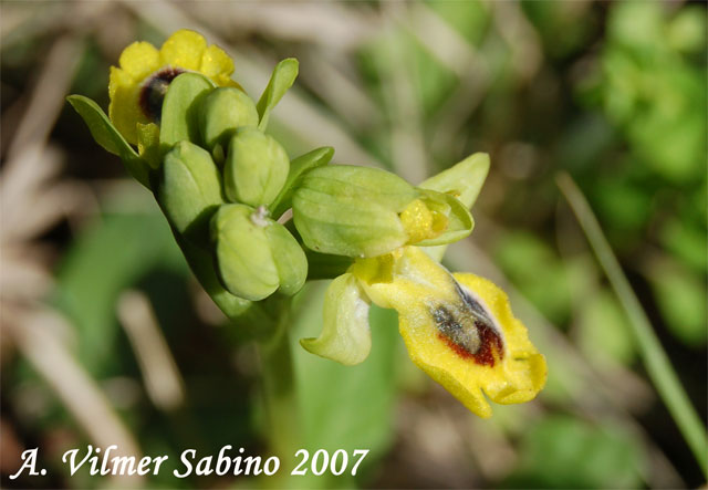 orchidee del gargano: foto-quiz