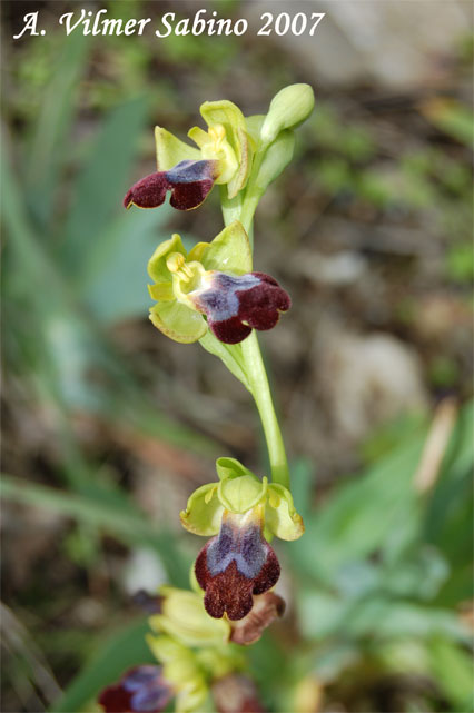 orchidee del gargano: foto-quiz