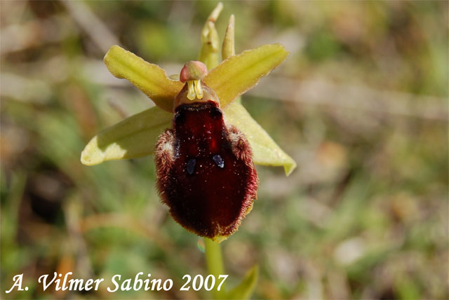 orchidee del gargano: foto-quiz