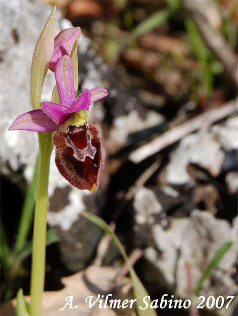 orchidee del gargano: foto-quiz