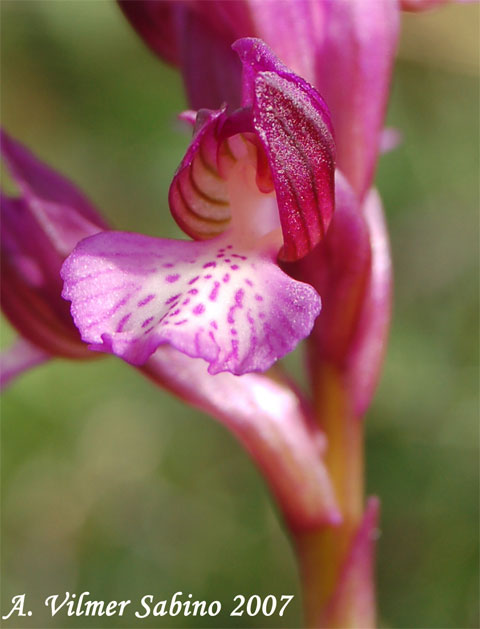 orchidee del gargano: foto-quiz