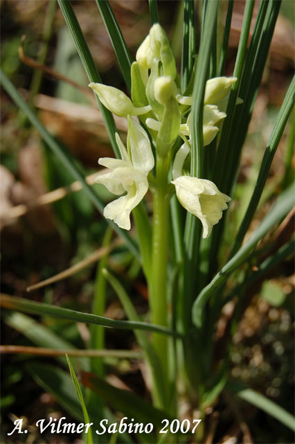 orchidee del gargano: foto-quiz