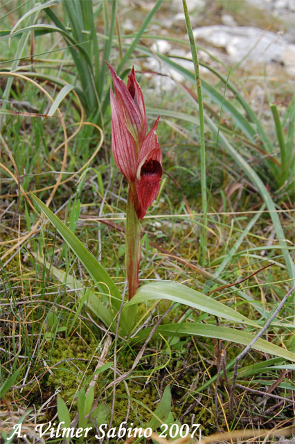 orchidee del gargano: foto-quiz