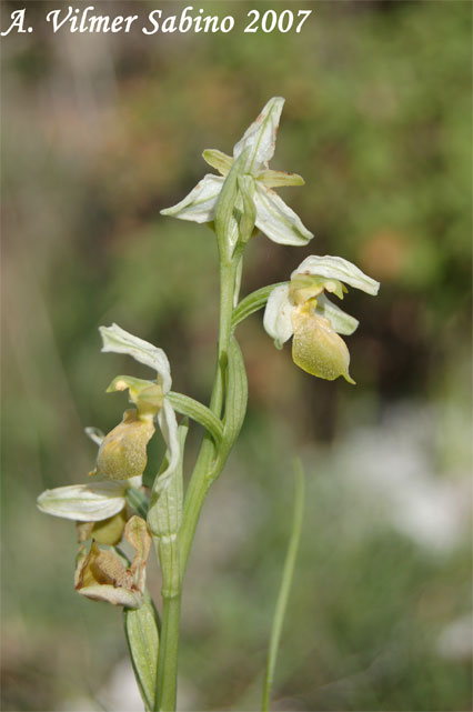 orchidee del gargano: foto-quiz