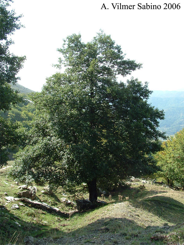 Alnus cordata / Ontano napoletano