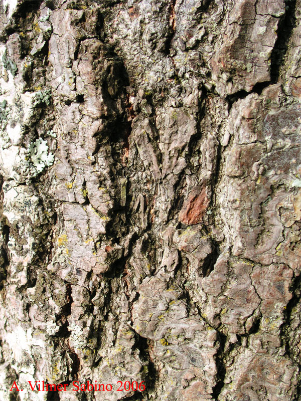 Alnus cordata / Ontano napoletano