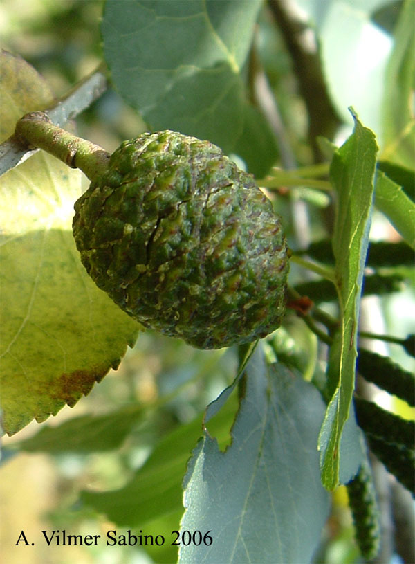 Alnus cordata / Ontano napoletano