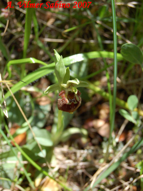 Ophrys parvimaculata