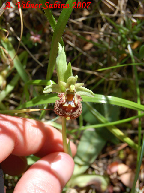 Ophrys parvimaculata